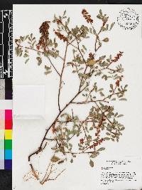 Indigofera hirsuta image