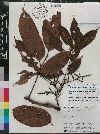 Protium sagotianum image
