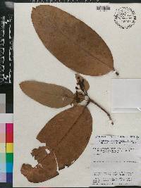Burdachia sphaerocarpa image