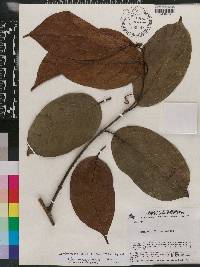 Combretum paraguariense image