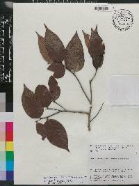 Licania hypoleuca image