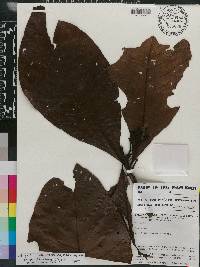 Genipa spruceana image