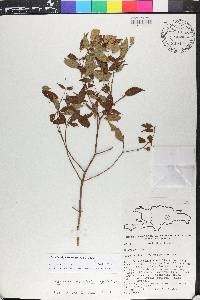 Miconia miguelfuertesii image