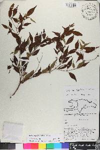 Miconia miguelfuertesii image