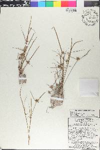 Cyperus humilis image