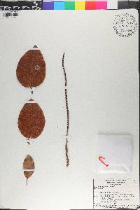 Coccoloba spicata image