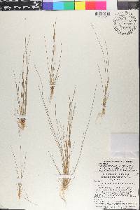 Eleocharis geniculata image