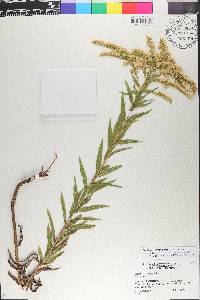 Solidago leavenworthii image