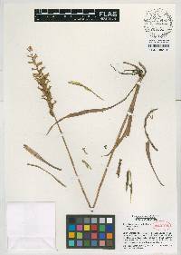 Spiranthes sylvatica image