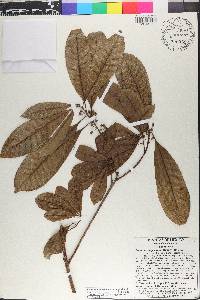Pouteria campechiana image