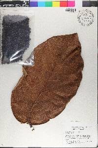 Coccoloba belizensis image