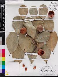 Mimusops balata image