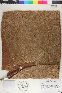 Coccoloba pubescens image