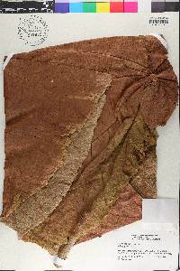 Coccoloba pubescens image