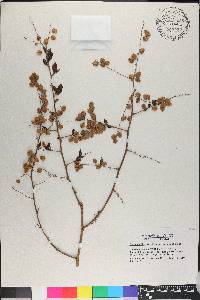 Gymnopodium ovatifolium image