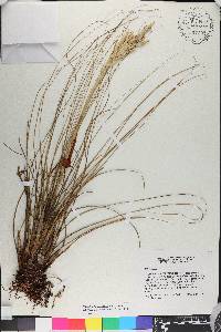 Tillandsia juncea image