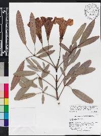 Tabebuia aurea image