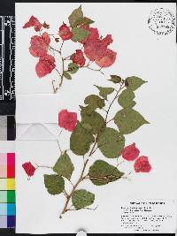 Bougainvillea buttiana image