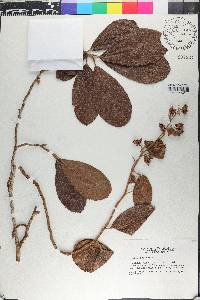 Davilla kunthii image
