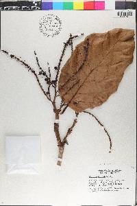 Coccoloba belizensis image