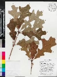 Quercus lyrata image