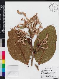 Triplaris cumingiana image