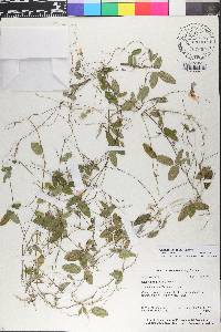 Galactia volubilis image