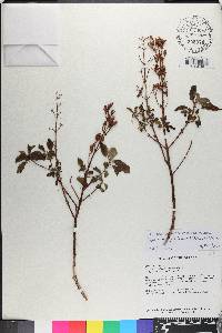 Appendicularia pullei image