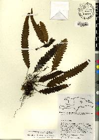 Enterosora trifurcata image