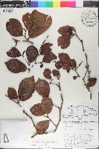 Coccoloba wrightii image