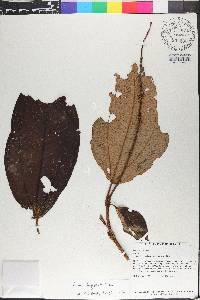 Miconia longispicata image