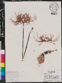 Lycoris radiata image