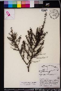 Rochefortia acanthophora image