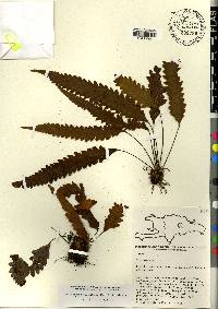 Enterosora trifurcata image