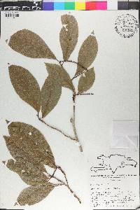 Coccoloba venosa image