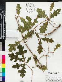 Quercus lyrata image