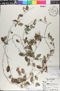 Galactia floridana image