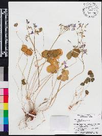 Oxalis debilis image