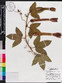Passiflora tripartita var. mollissima image