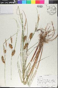 Carex bullata image