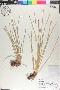 Eleocharis compressa image