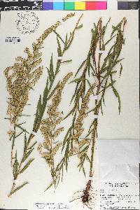 Solidago leavenworthii image