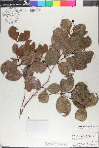 Myrcia citrifolia image