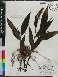 Elleanthus oliganthus image
