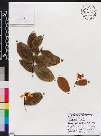 Ochna thomasiana image