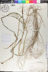 Leptochloa panicea subsp. brachiata image