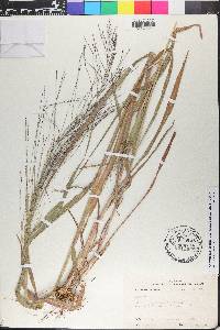 Leptochloa panicea image