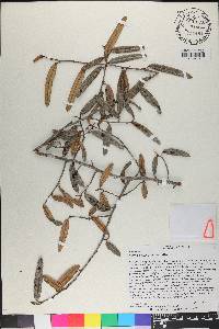 Annona sclerophylla image