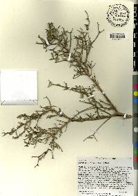 Tabebuia myrtifolia image