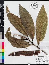 Triplaris cumingiana image